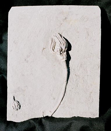 美丽的海百合化石。这种类型是从印第安纳州密西西比.jpg