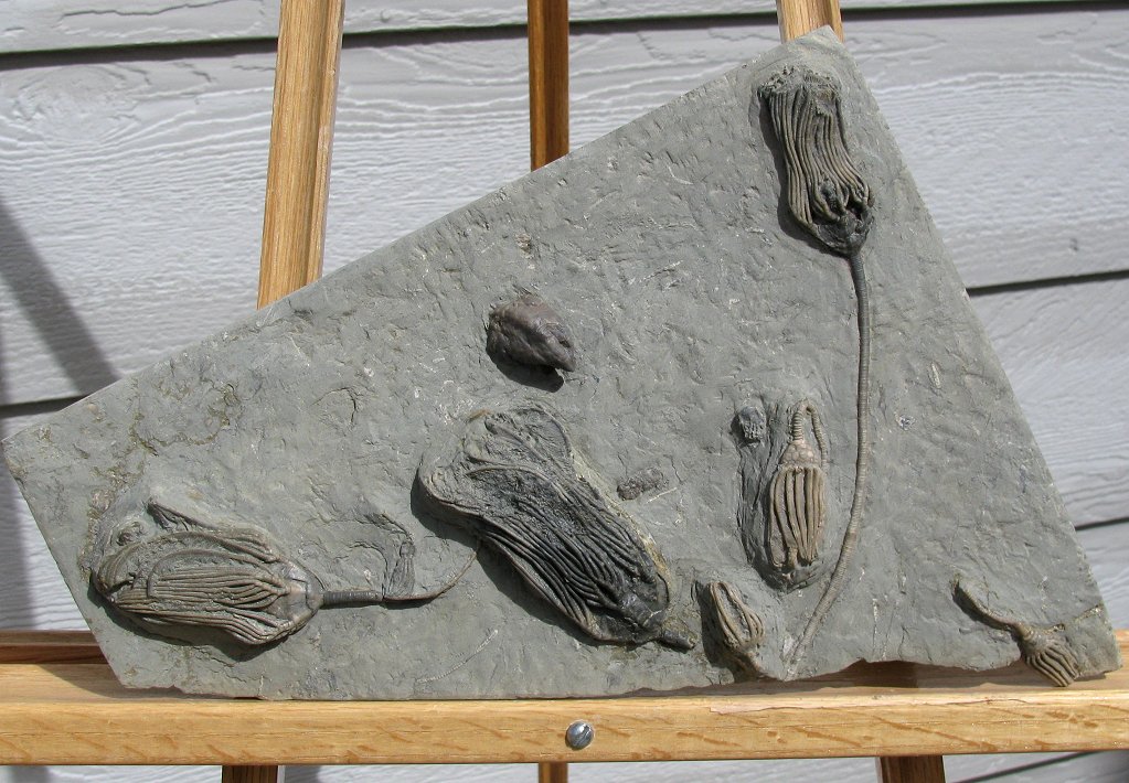 海百合化石.jpg