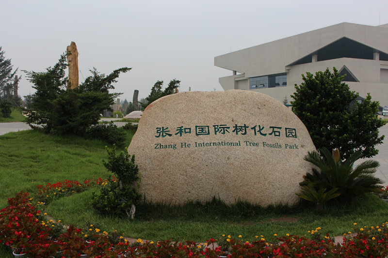 1 张和国际树化石园.jpg