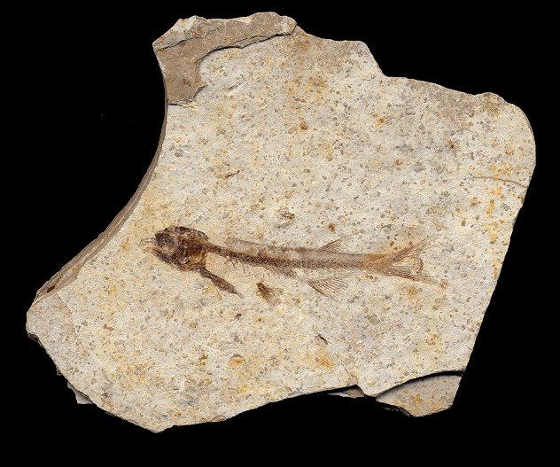 FFCH146c.jpg