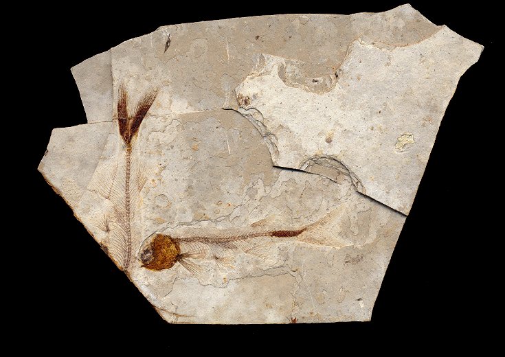 FFCH156c.jpg