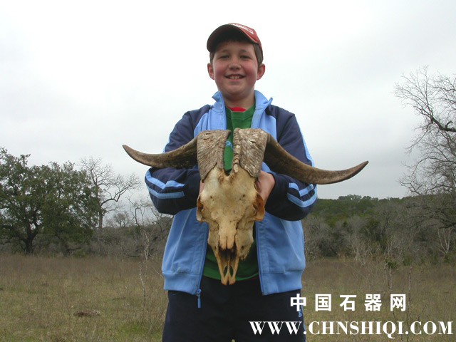 zack-sheep-head.jpg