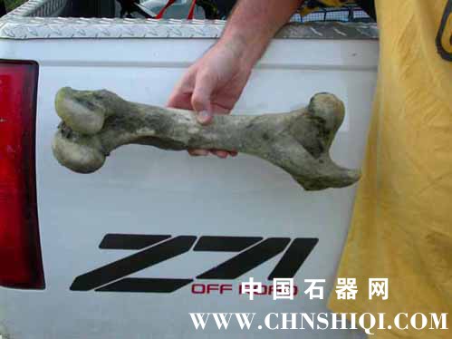 15-paleo-bone.jpg
