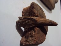 长度4厘米的牙齿