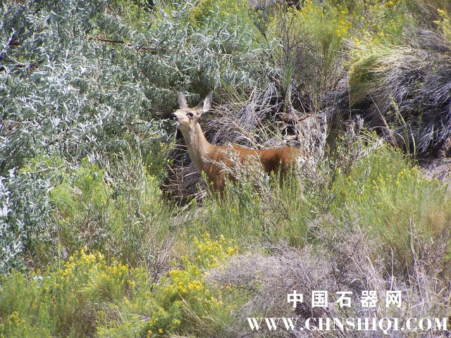 phoca_thumb_l_browsing_deer.jpg