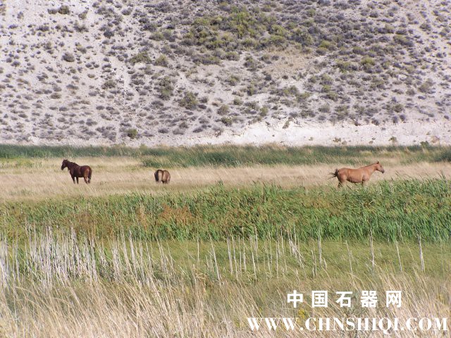 phoca_thumb_l_mustangs.jpg