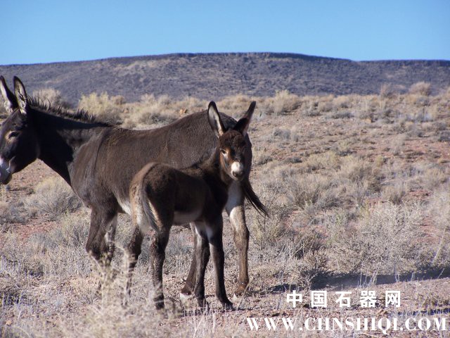 phoca_thumb_l_wild_burros.jpg
