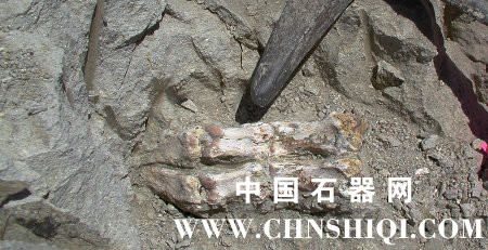 prehistoric_pig-sm.jpg