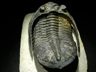 trilobite_metacantina_3dp.jpg