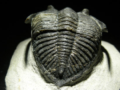 trilobite_metacantina_3ep.jpg