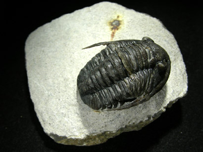 trilobite_proetus_1ap.jpg