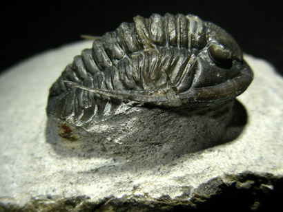 trilobite_proetus_1bp.jpg