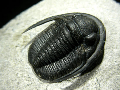 trilobite_proetus_2bp.jpg