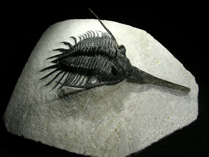 trilobite_psychopyge_top_1p.jpg