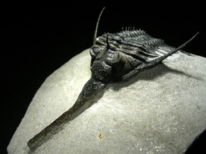 trilobite_psychopyge_top_3p.jpg