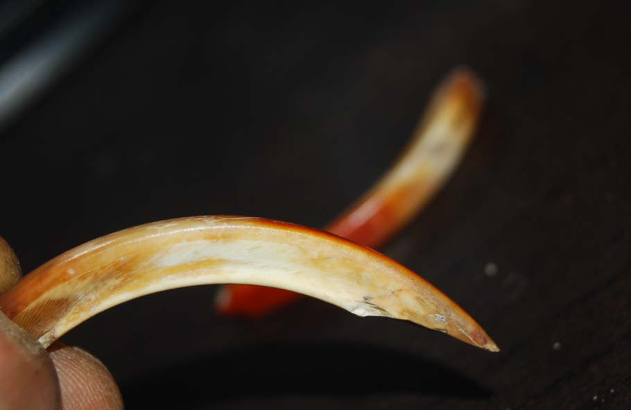 DSC_0108.JPG