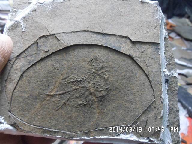 调整大小 SAM_6537.JPG