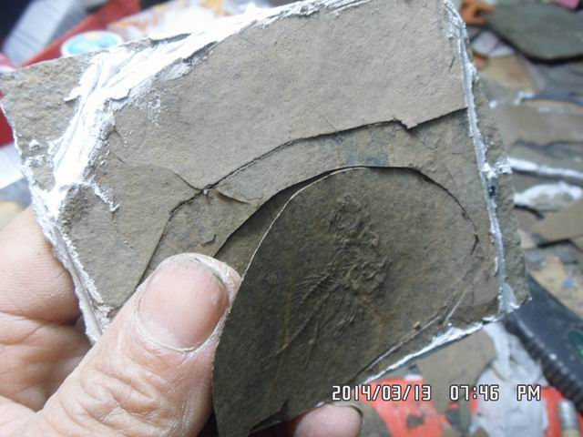 调整大小 SAM_6538.JPG