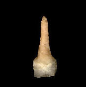 DMArchaicDrilln2021_smalln1n_small.jpg