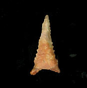 DMDalton 16_small.jpg