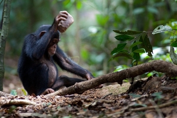 young-chimp-cracking-nut.jpg
