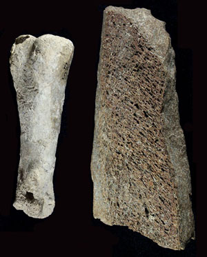 VT1-Pleistocene-bone2-sm2.jpg