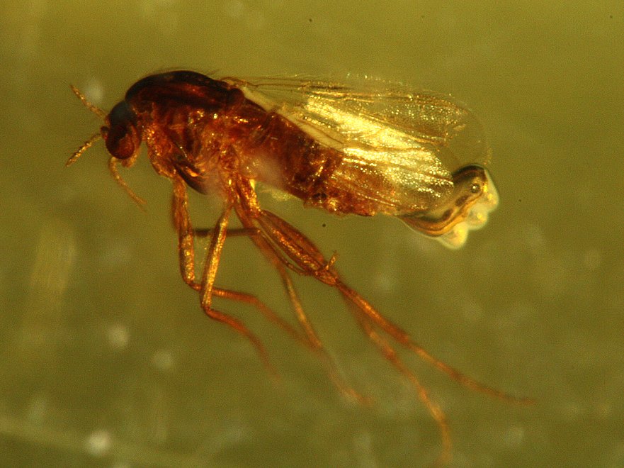 多米尼加琥珀女性真蚊 (2)这个标本是极其收回真正的蚊产卵0.55英寸价格：9.00.jpg