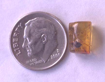 蛾（鳞翅目）年龄：渐新世-形成：琥珀矿多米尼加共和国-琥珀是0.4英寸长-价格：.00 (2).jpg