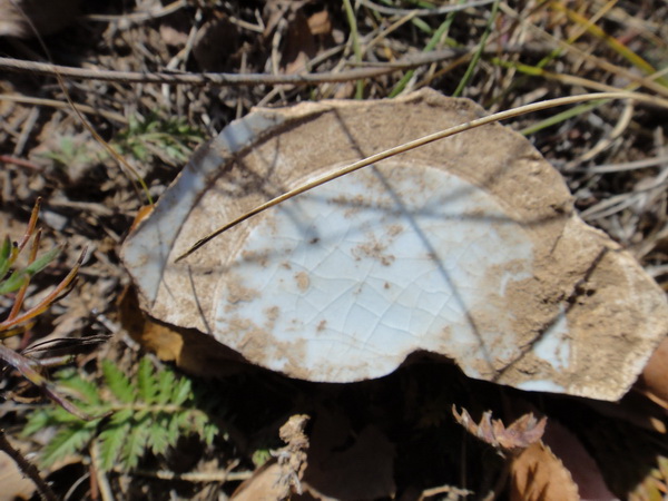 DSC08501_调整大小_调整大小.JPG