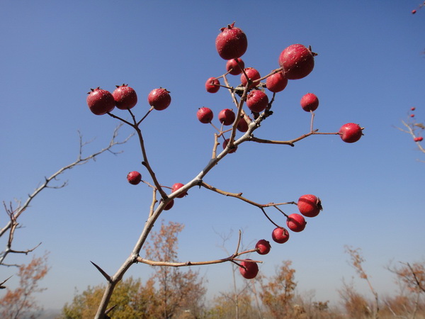 DSC08507_调整大小_调整大小.JPG
