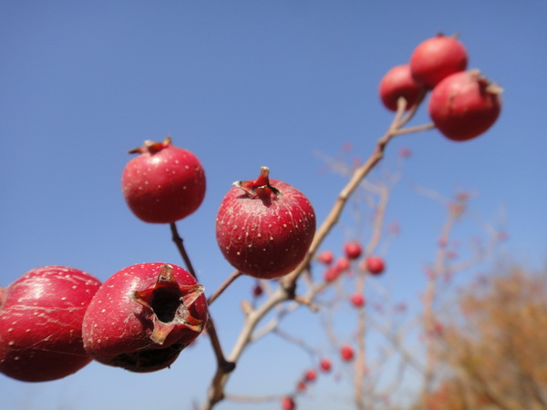 DSC08508_调整大小_调整大小.JPG