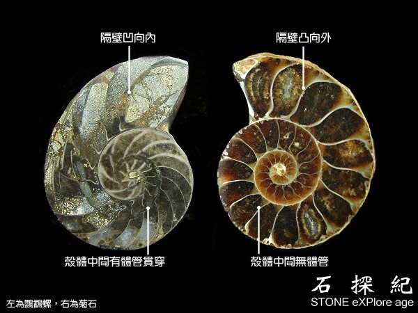 Ammonite-03b.jpg