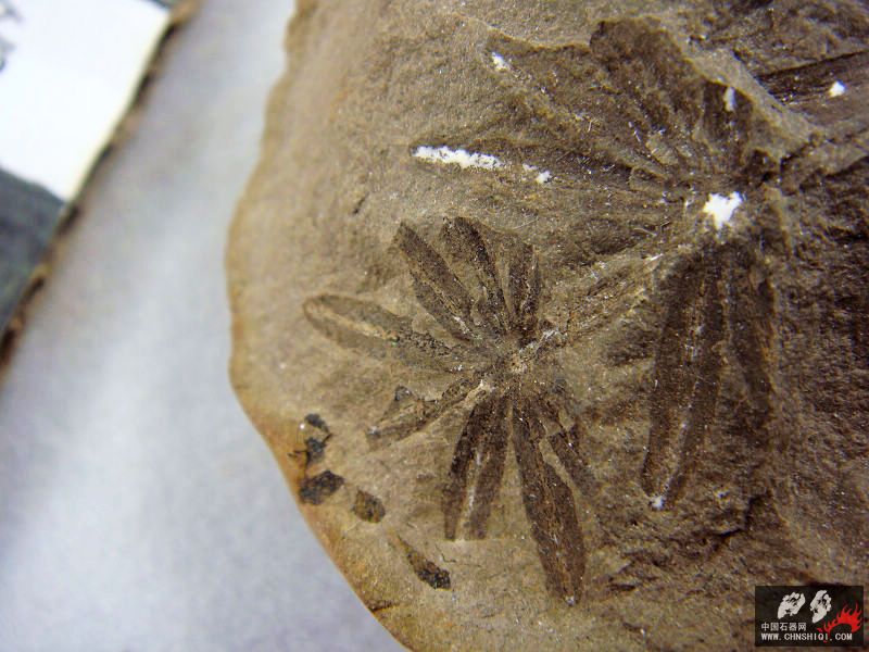 结核植物8-3.jpg
