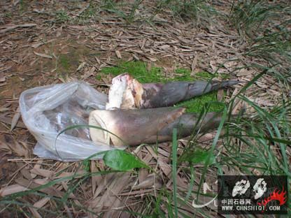竹笋