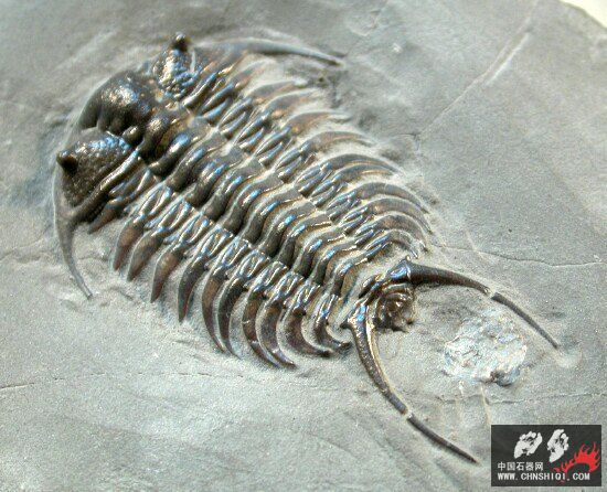 Ceraurus pleuraxanthemus 1.jpg