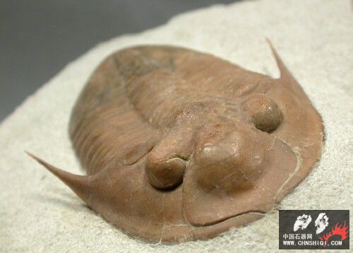 Leningradites longispinus3.jpg