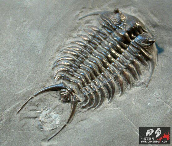 Ceraurus pleuraxanthemus 2.jpg