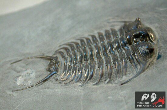 Ceraurus pleuraxanthemus 3.jpg