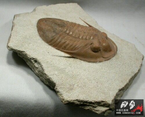 Leningradites longispinus1.jpg