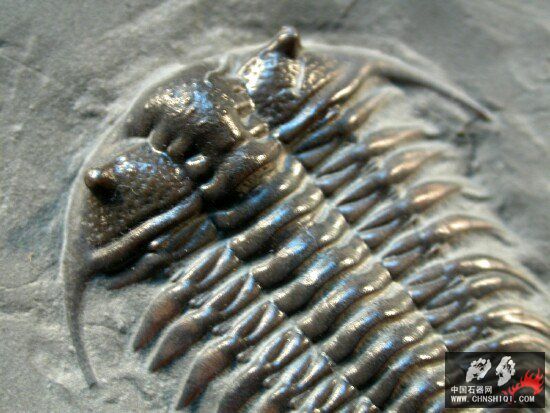 Ceraurus pleuraxanthemus 5.jpg
