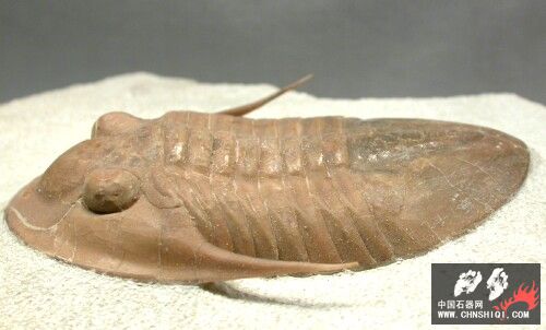 Leningradites longispinus4.jpg