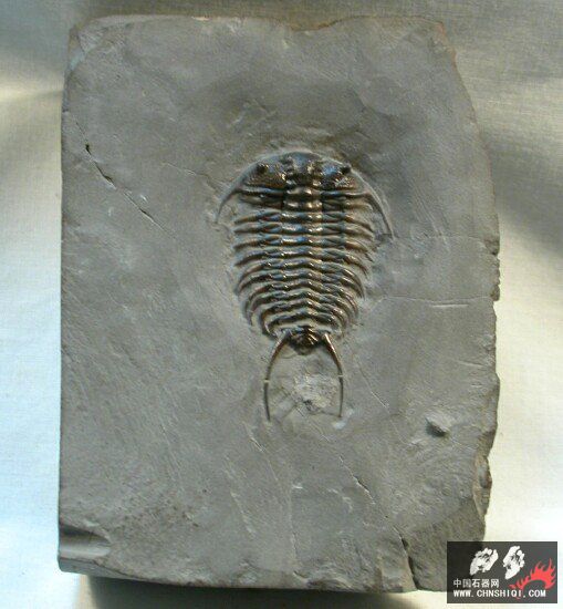 Ceraurus pleuraxanthemus.jpg