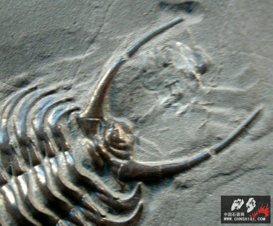 Ceraurus pleuraxanthemus 6.jpg