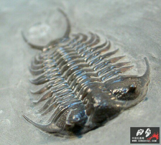 Ceraurus pleuraxanthemus 4.jpg