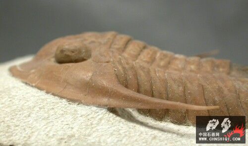 Leningradites longispinus8.jpg