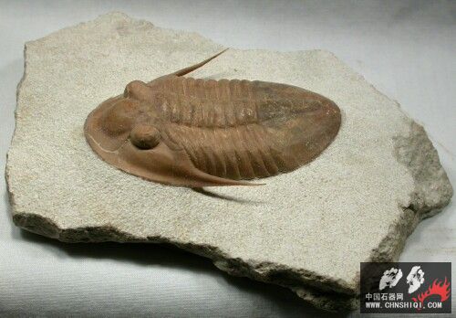 Leningradites longispinus.jpg