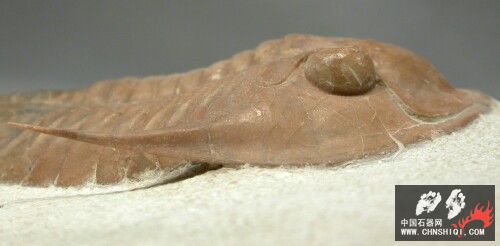 Leningradites longispinus6.jpg