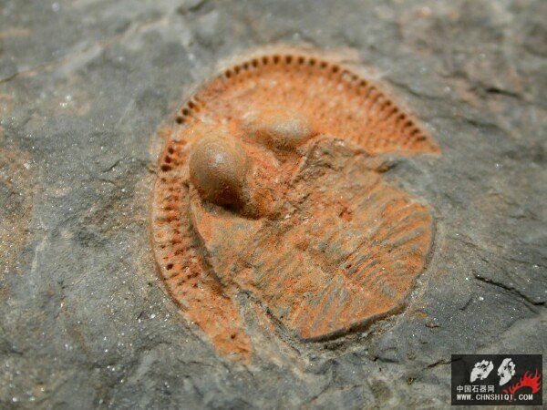 Nankinolithus Trilobite6.jpg