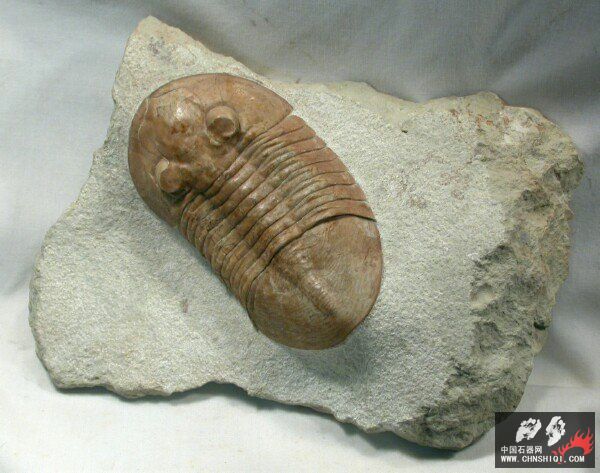 Pseudasaphinus tecticaudatus.jpg
