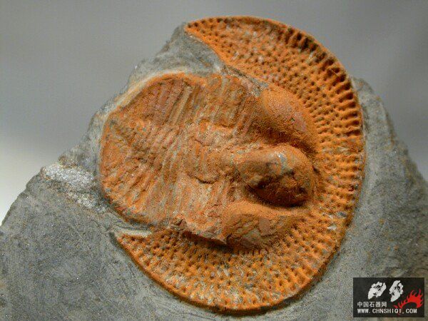 Nankinolithus 2.jpg